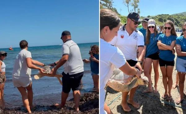 Immagine per Caretta Caretta Agropoli: rilascio a Trentova di sette tartarughe