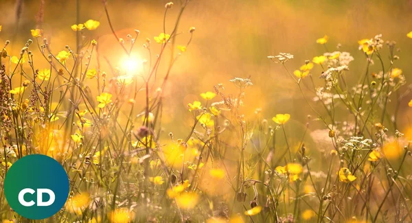 Immagine per Buongiorno Martedì 26 Agosto: Immagini e Frasi 2025