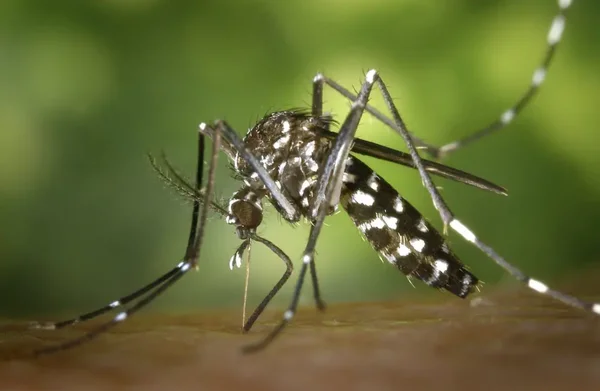 Immagine per Allarme Febbre del Nilo: La Campania Sotto i Riflettori, Salerno e Cilento in Osservazione