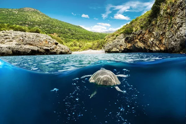 Immagine per l'articolo Parco del Cilento: Record Storico per le Tartarughe Caretta Caretta - 103 Nidi Censiti in Una Sola Stagione