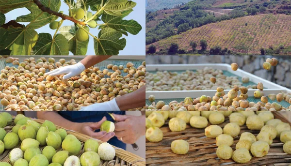 fico bianco del cilento